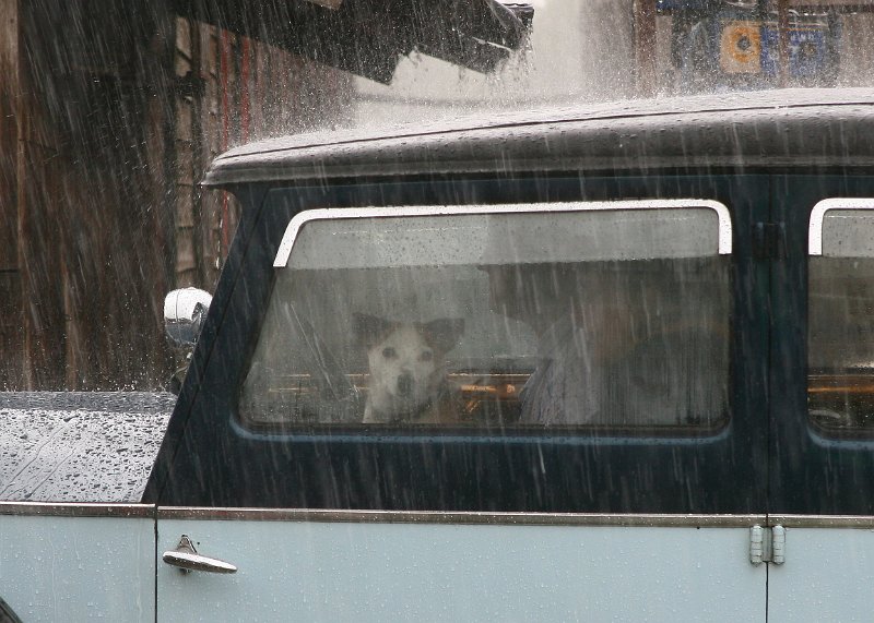 Dogs Life.jpg